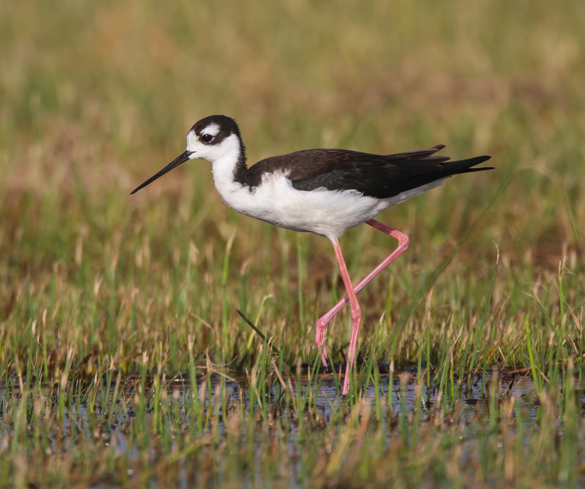 Black-necked Stilt