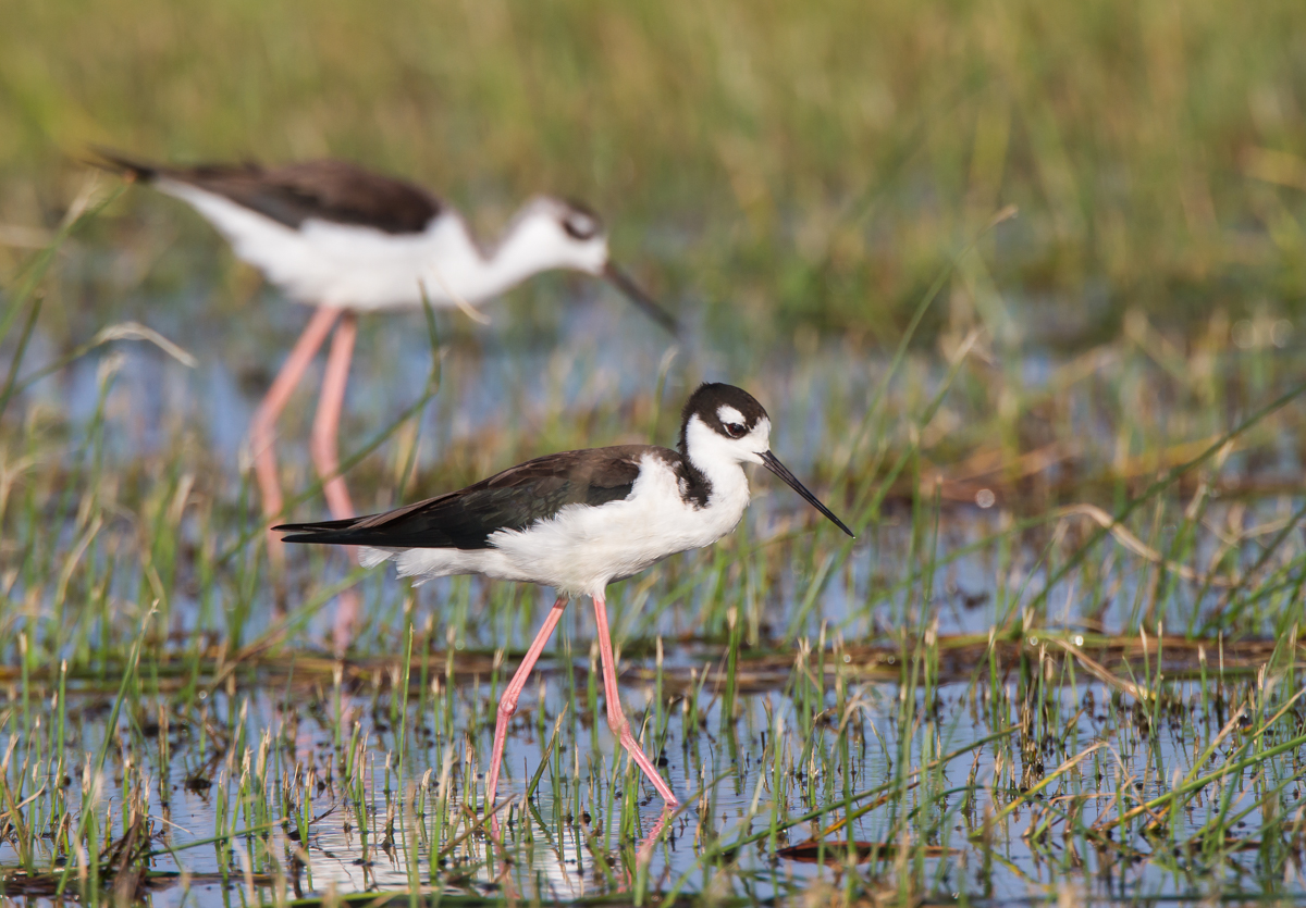 Black-necked Stilts 1