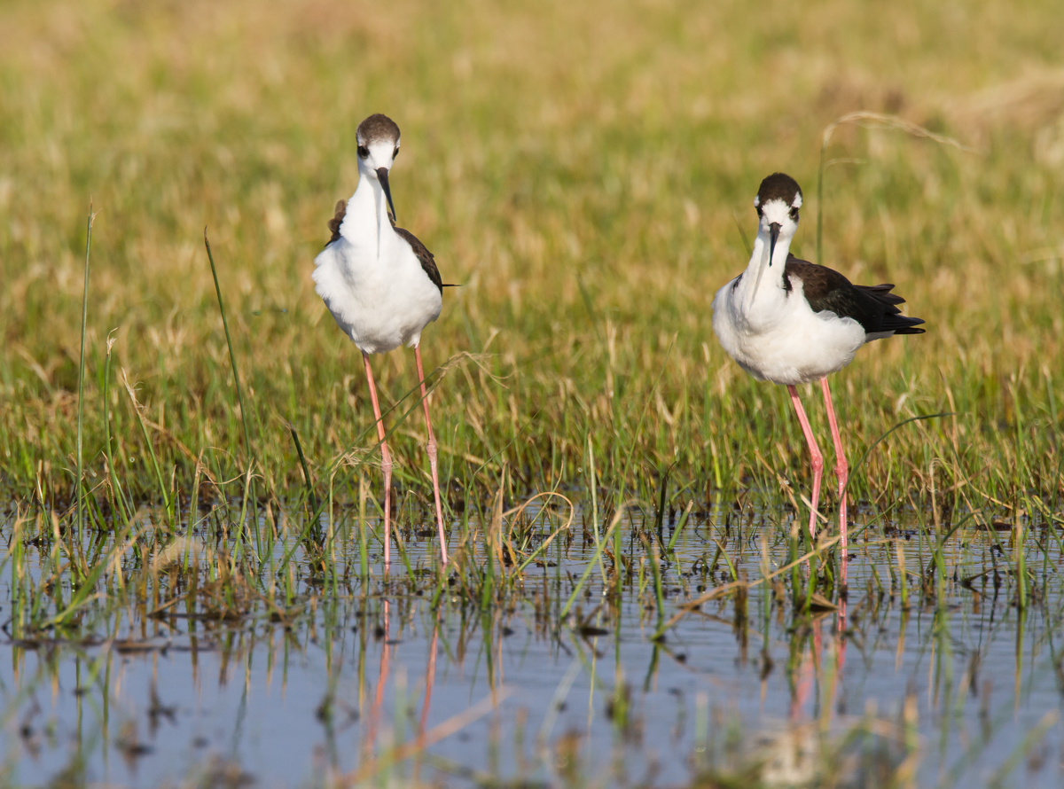 Black-necked Stilts