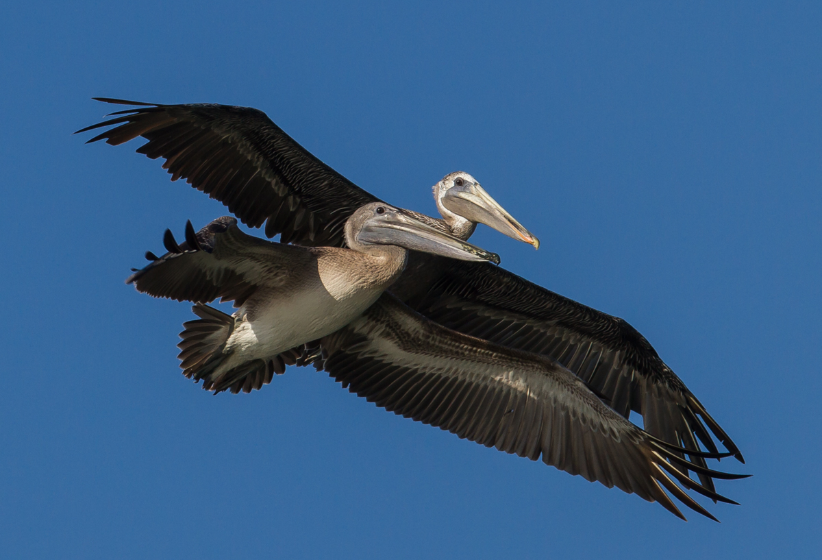 Brown Pelicans in flight