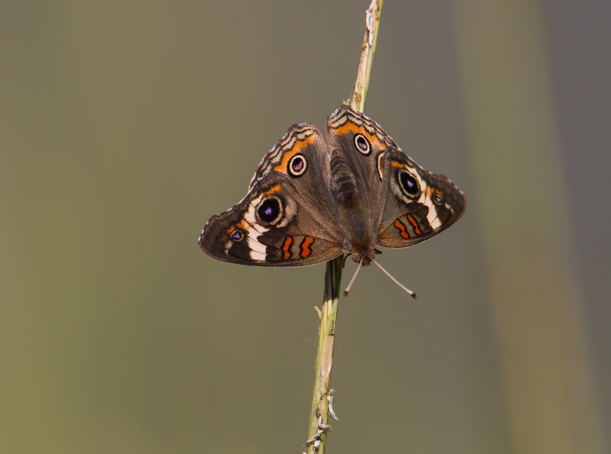 Buckeye butterfly on grass stem wings open