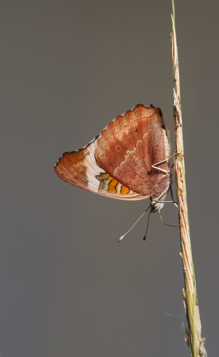 Buckeye butterfly on grass stem