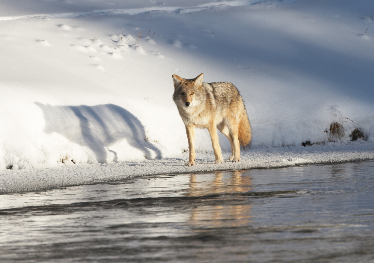 Coyote along Madison River