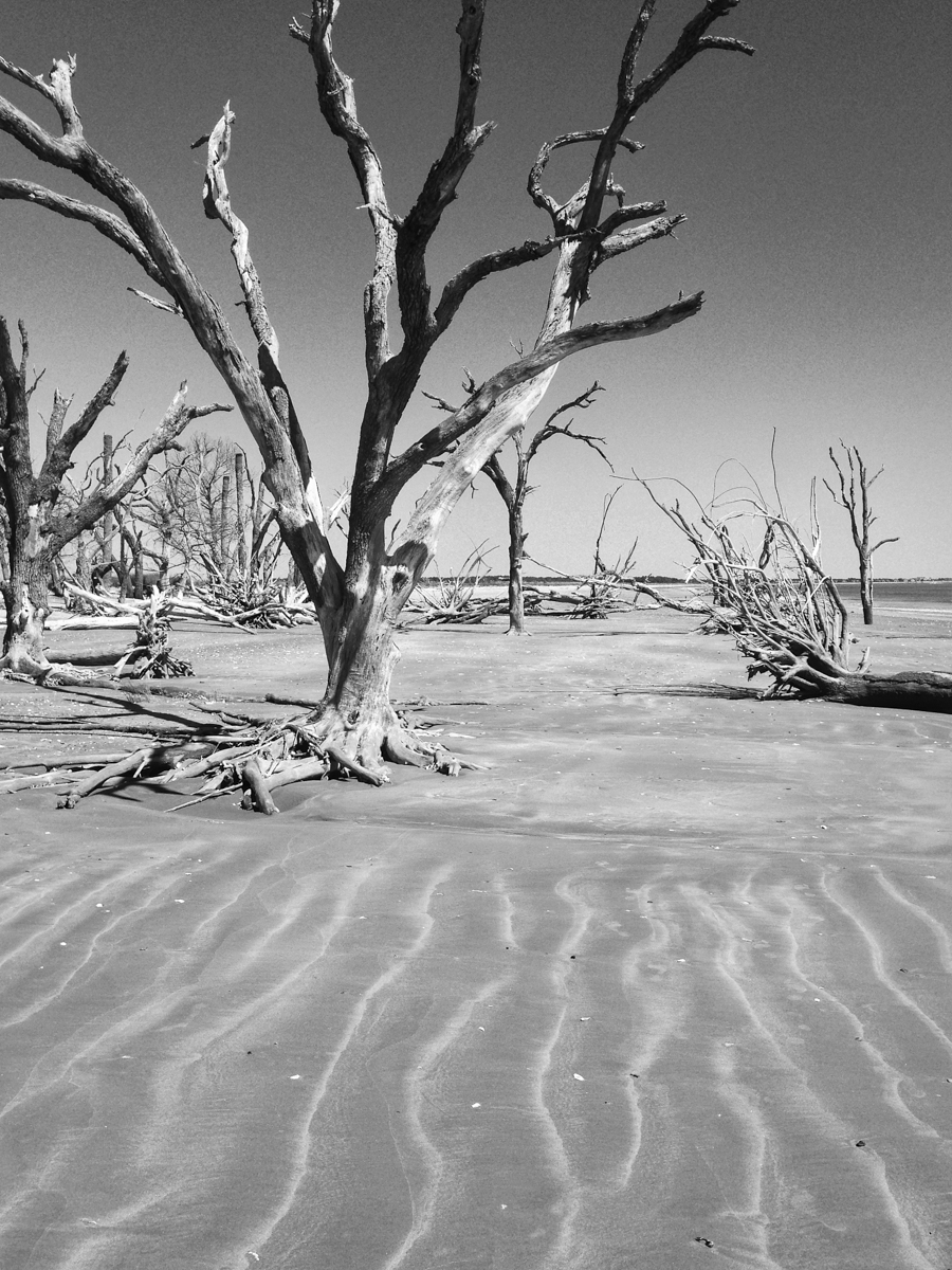 Dead tree at Botany Bay 1