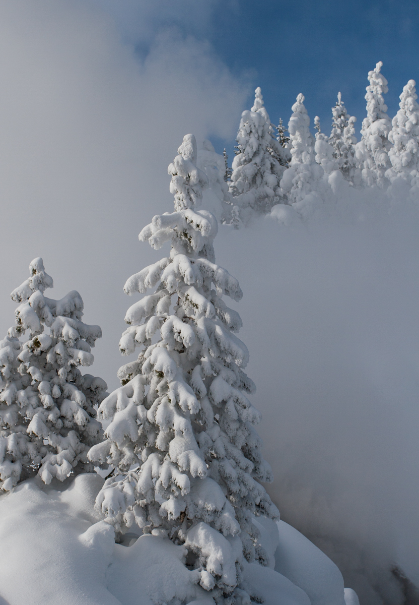 Icy trees at Mud Volcano