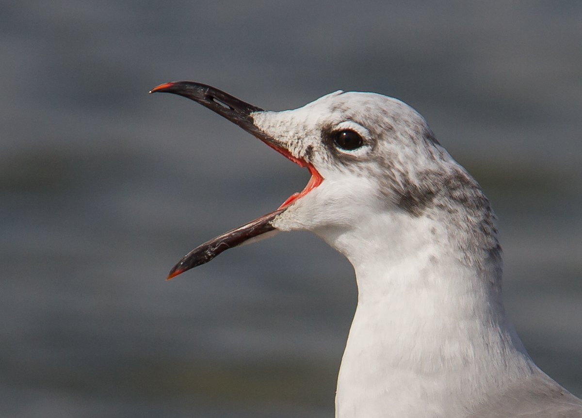 Laughing Gull bill agape