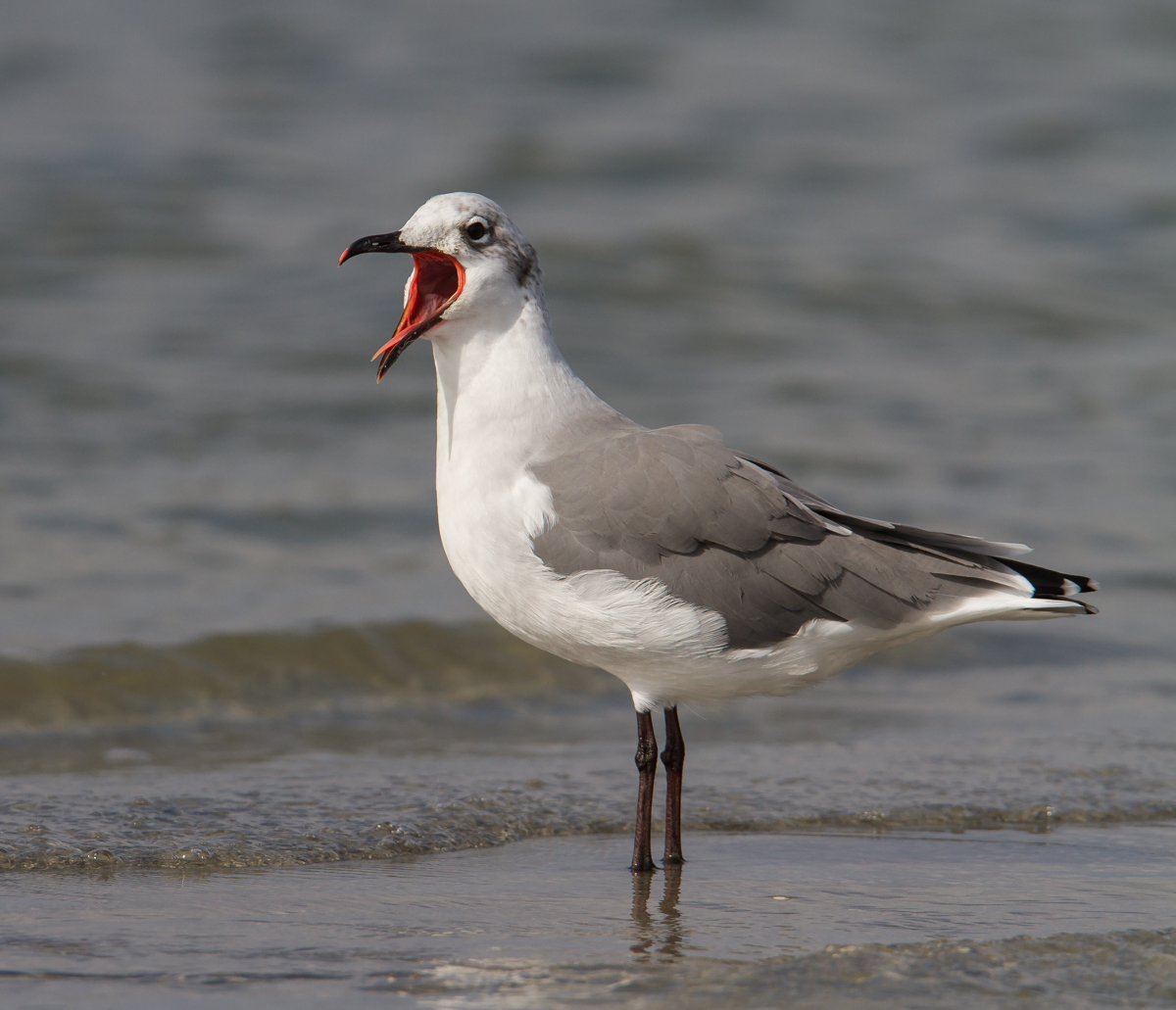 Laughing Gull