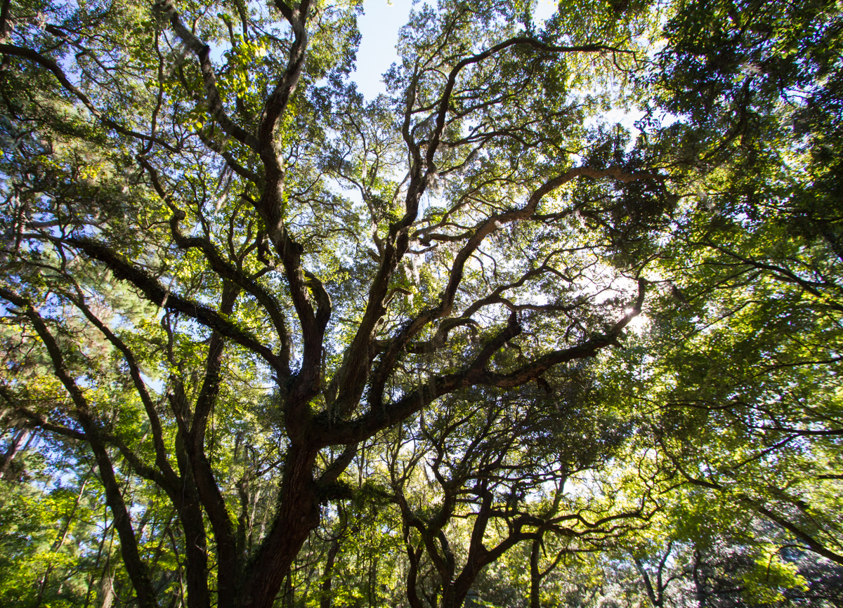 Live Oak branches at Botany Bay