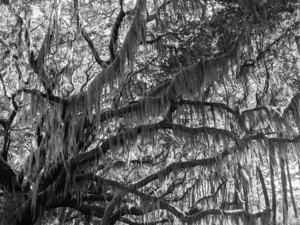 Spanish Moss on Live Oak