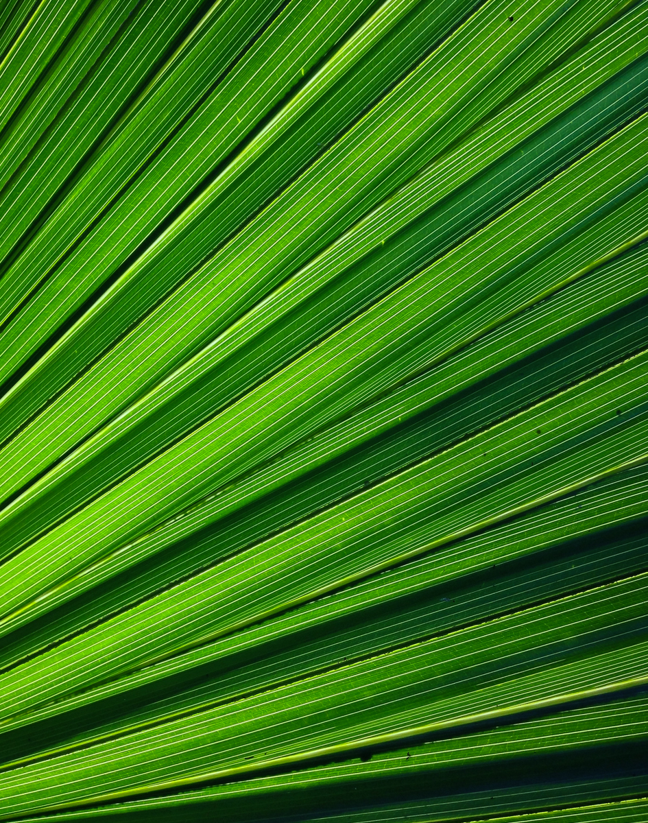 Palm leaf patterns