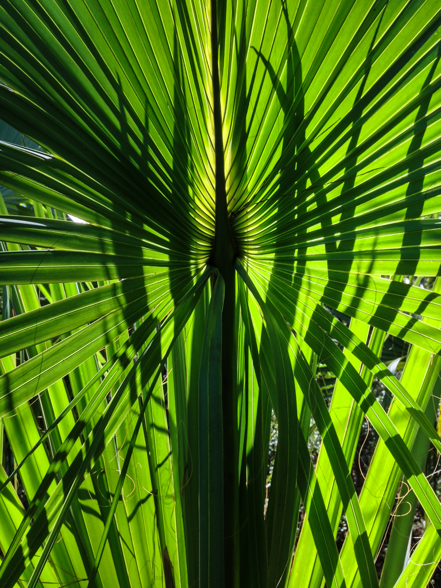 Palmetto leaves and shadows