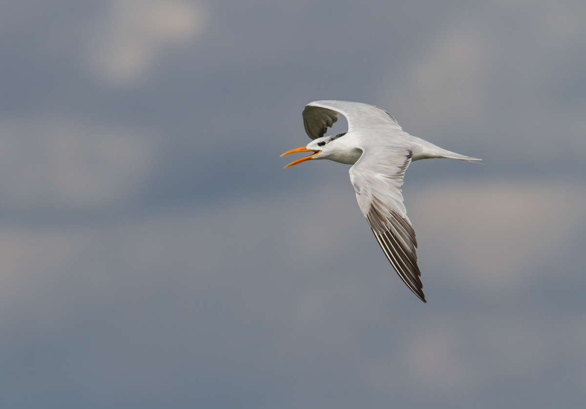 Royal Tern in flight