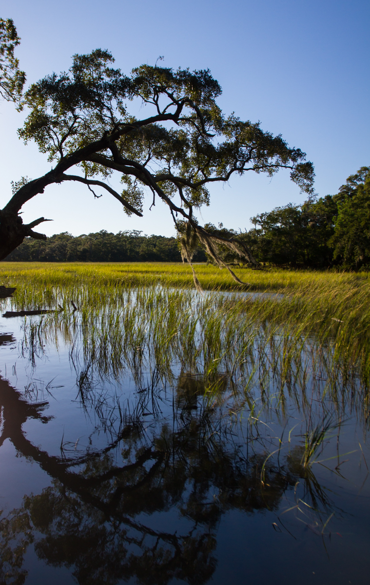 Salt marsh at sunset