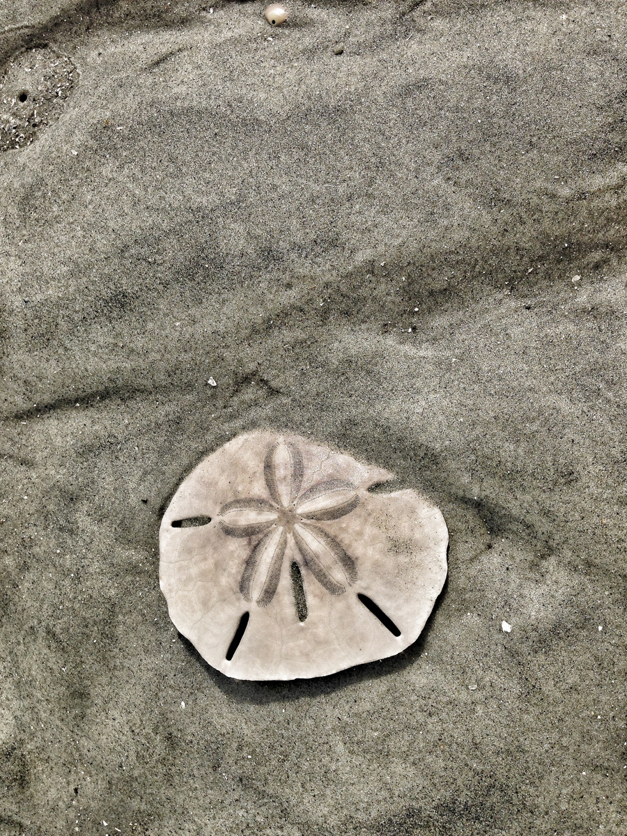Sand dollar