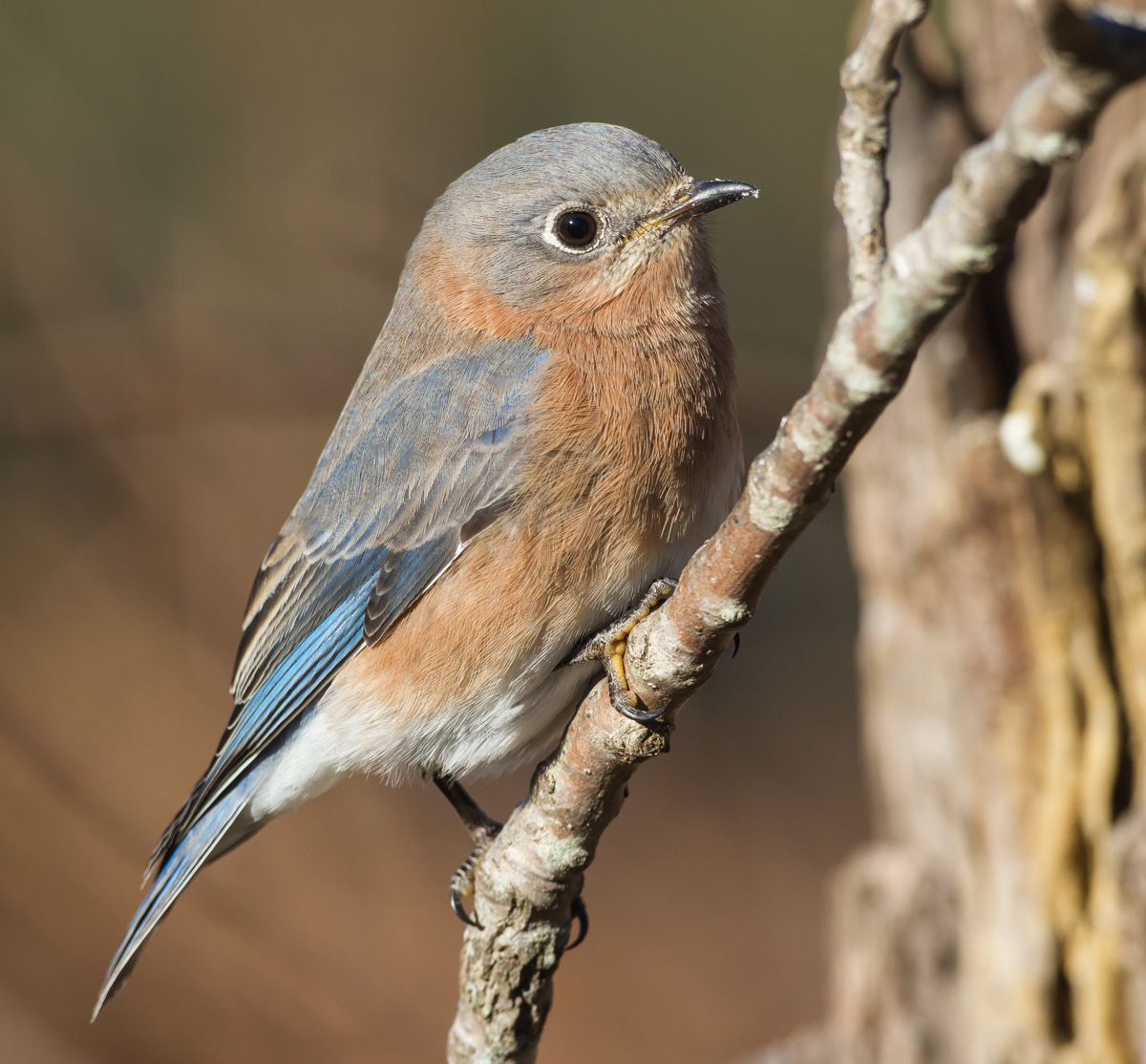 female bluebird on branch 1