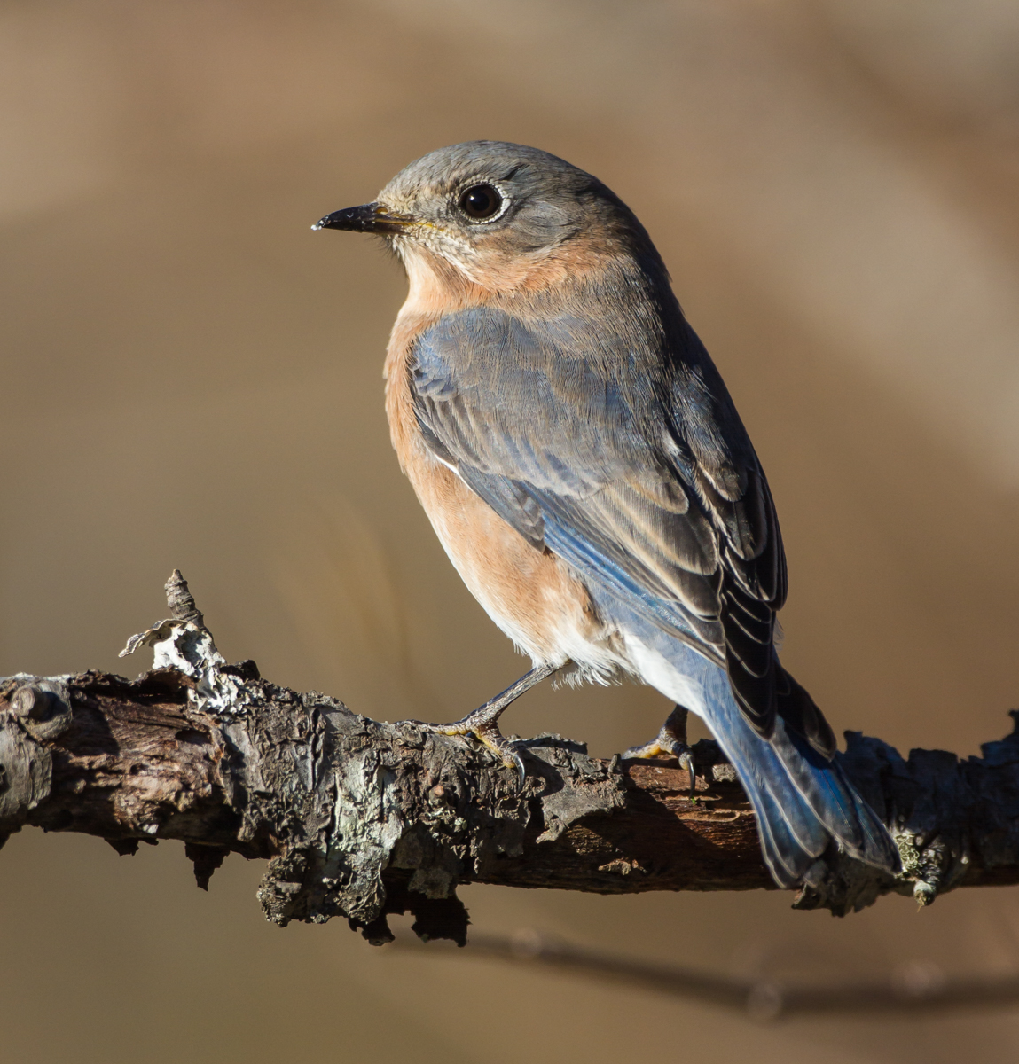 Female bluebird on branch