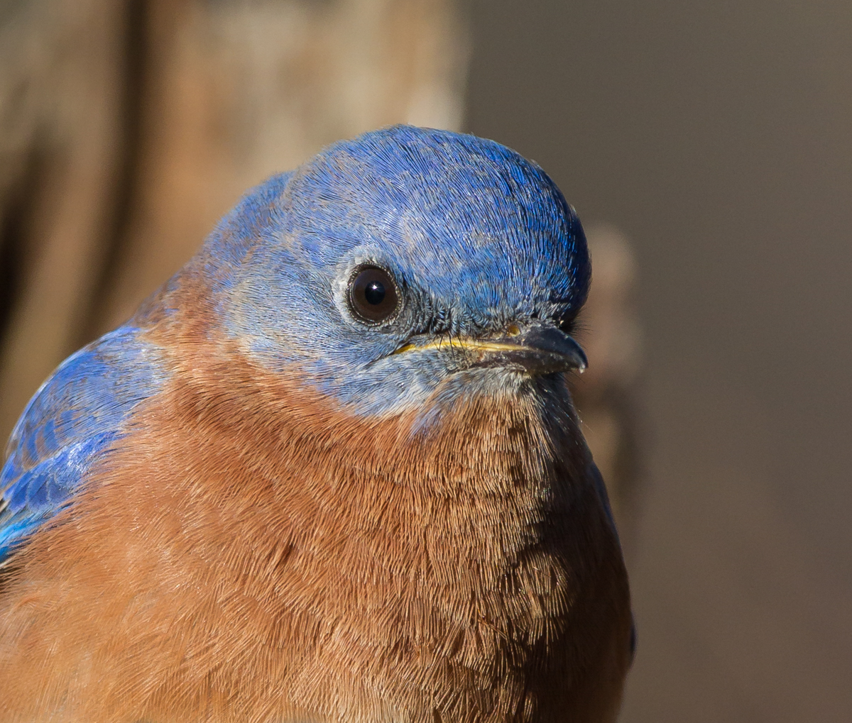male bluebird head