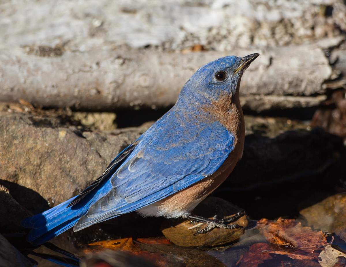 Male bluebird in water garden