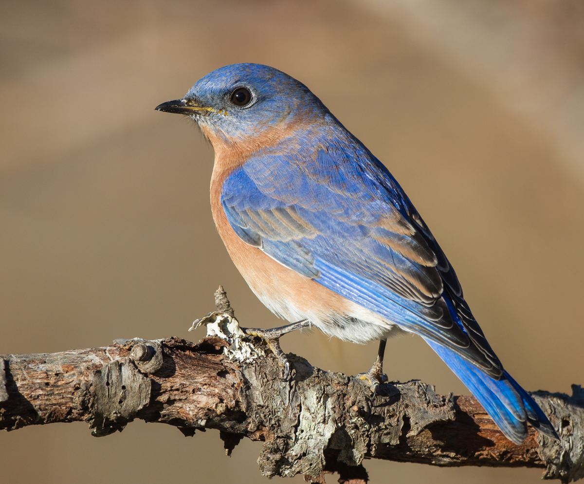Male bluebird on brsnch