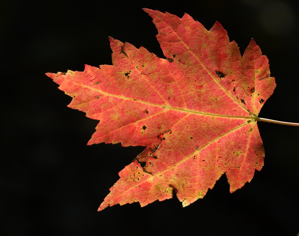 maple leaf backlit 1