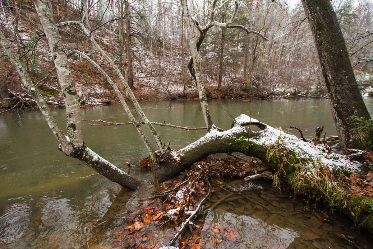 Sycamore in river