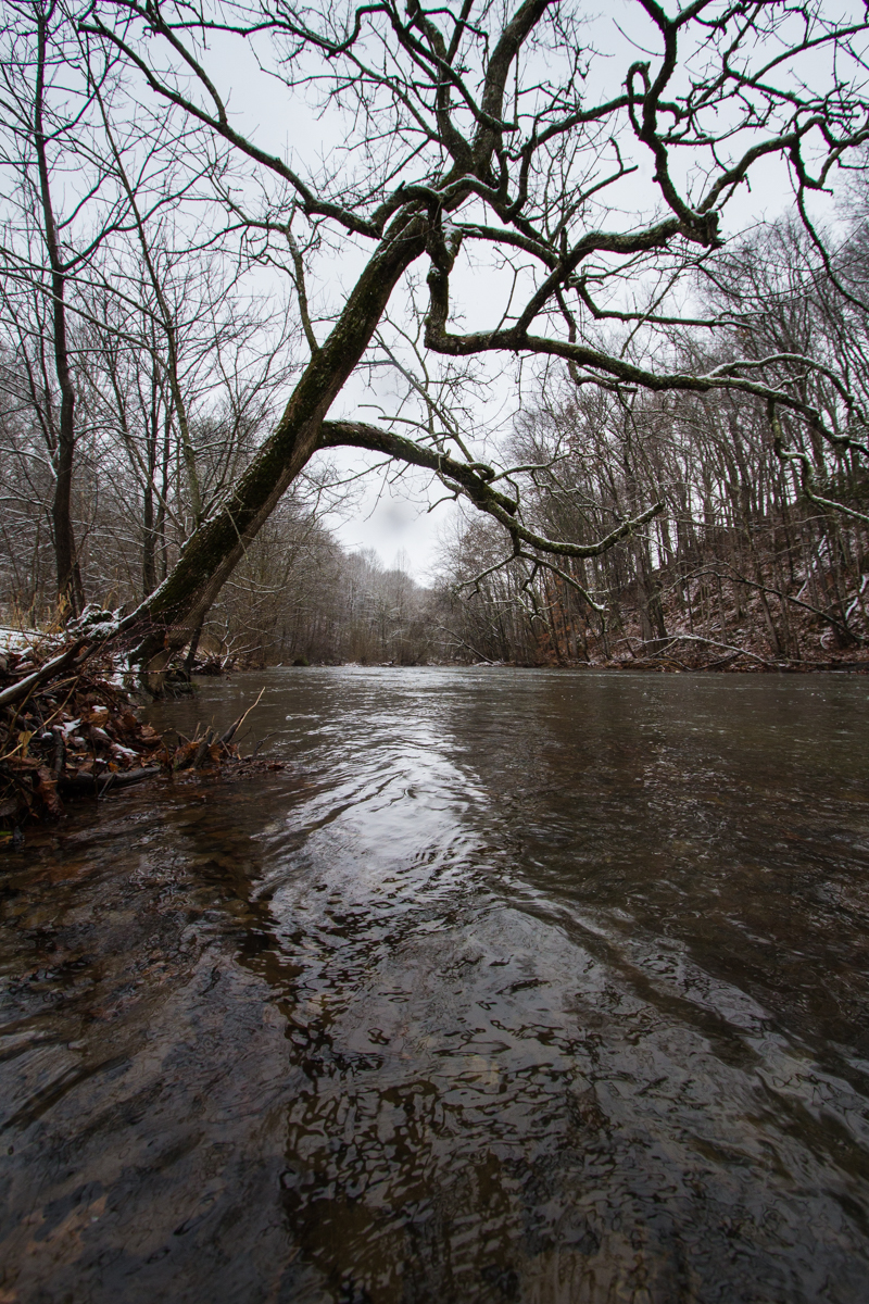 Sycamore over river