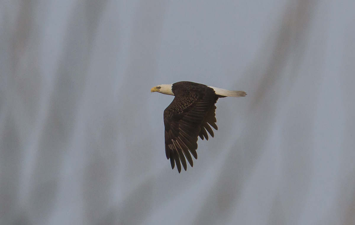 Bald eagle adult