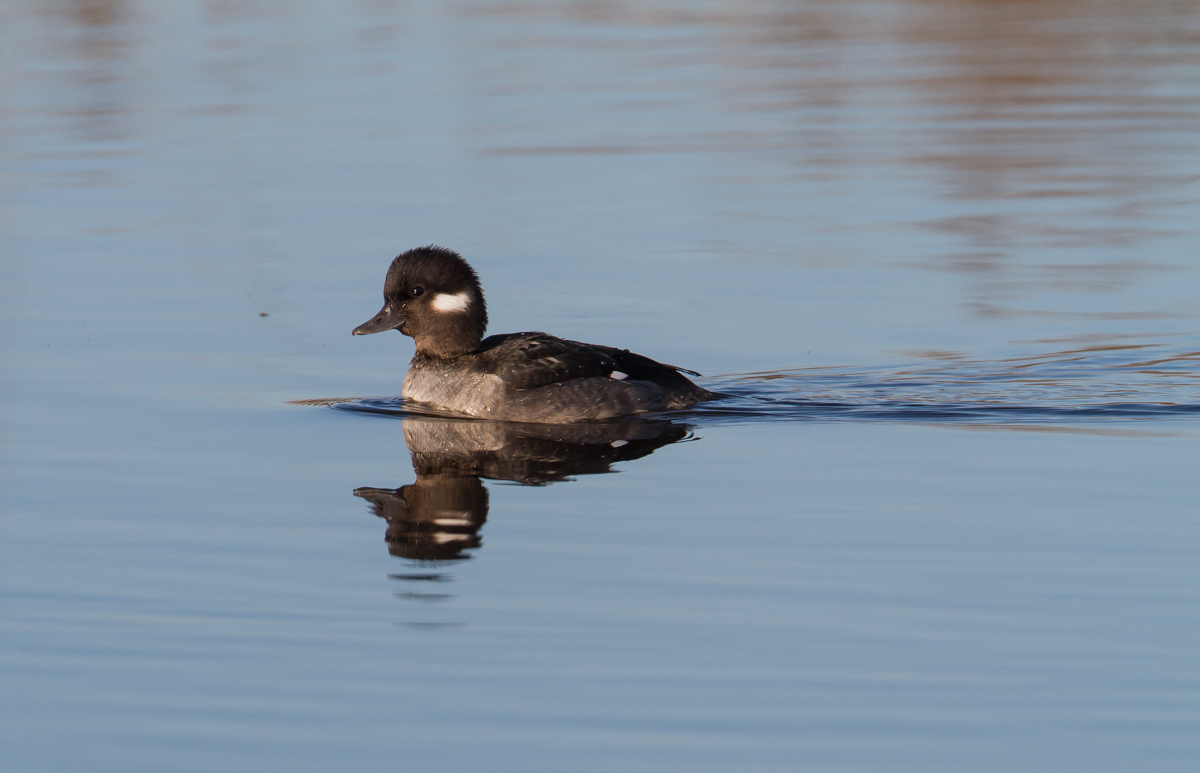 Female Bufflehead