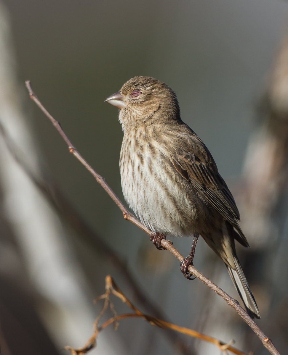 Female House Finch with finch eye disease