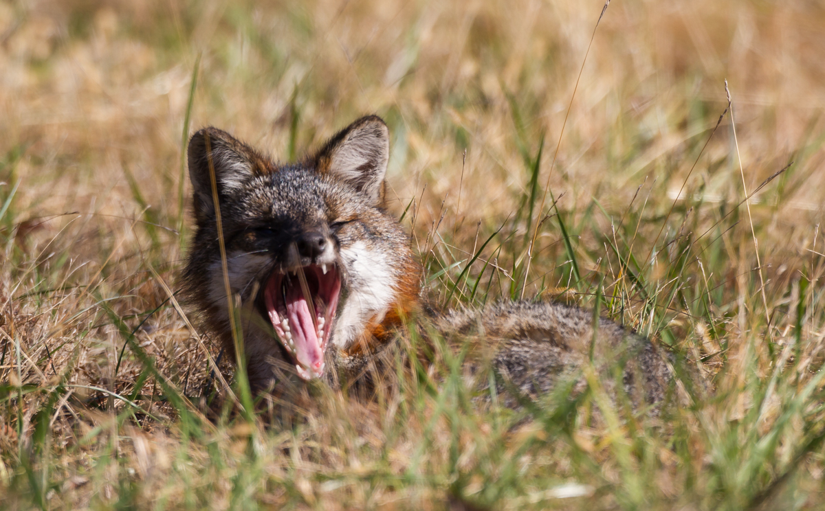 Gray Fox yawning