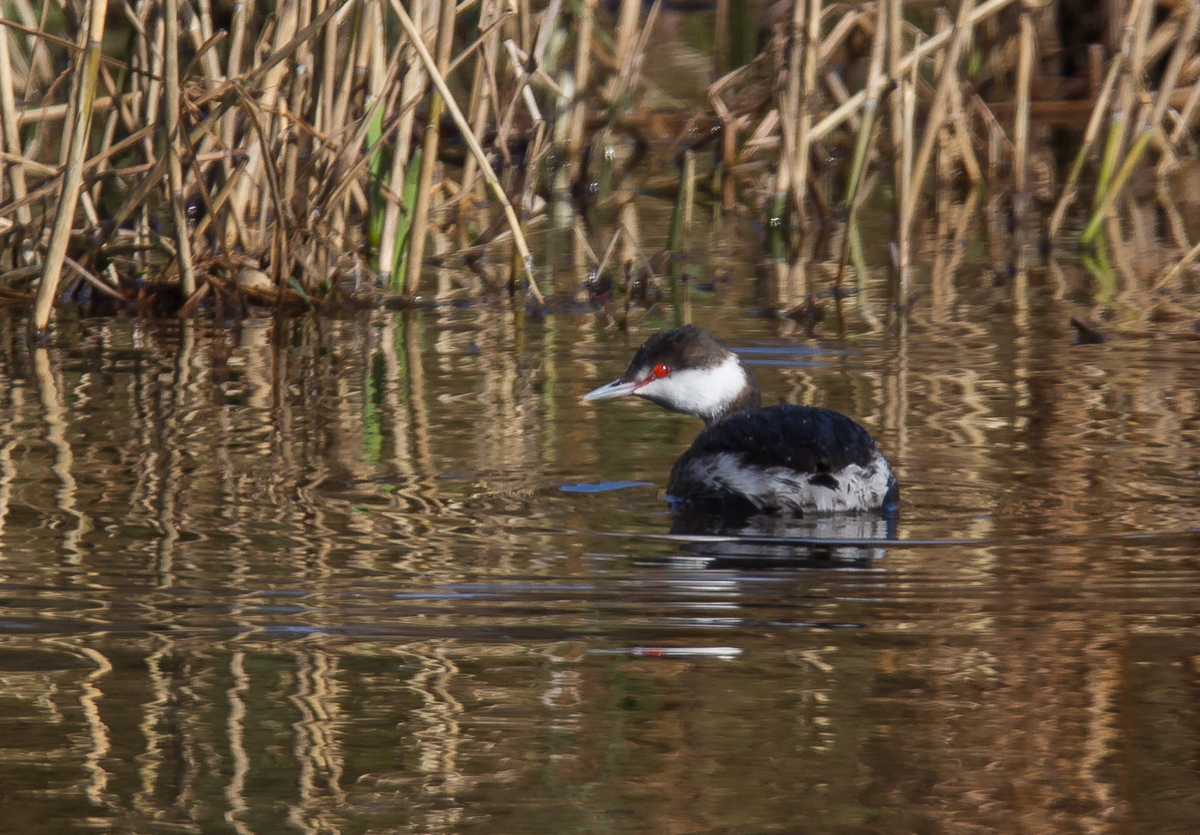 Horned Grebe