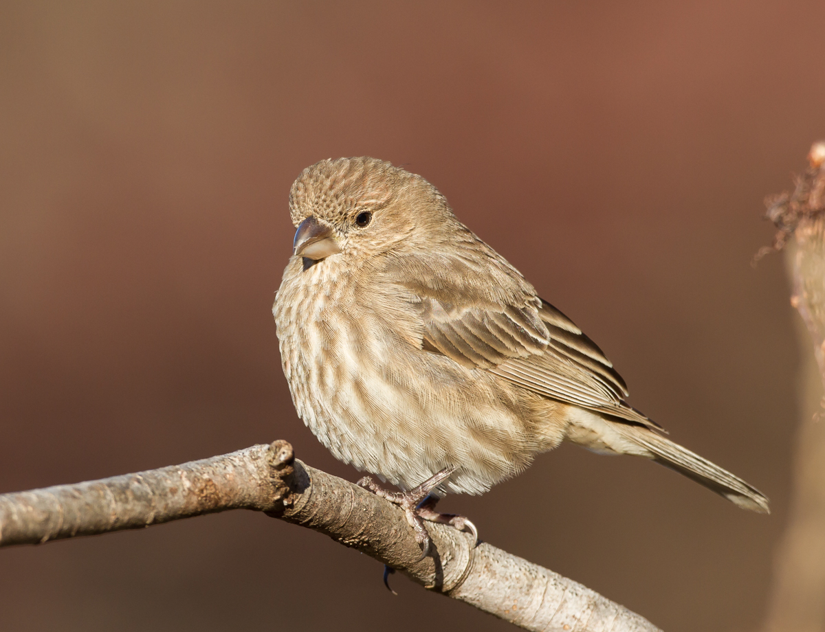 House Finch female 1