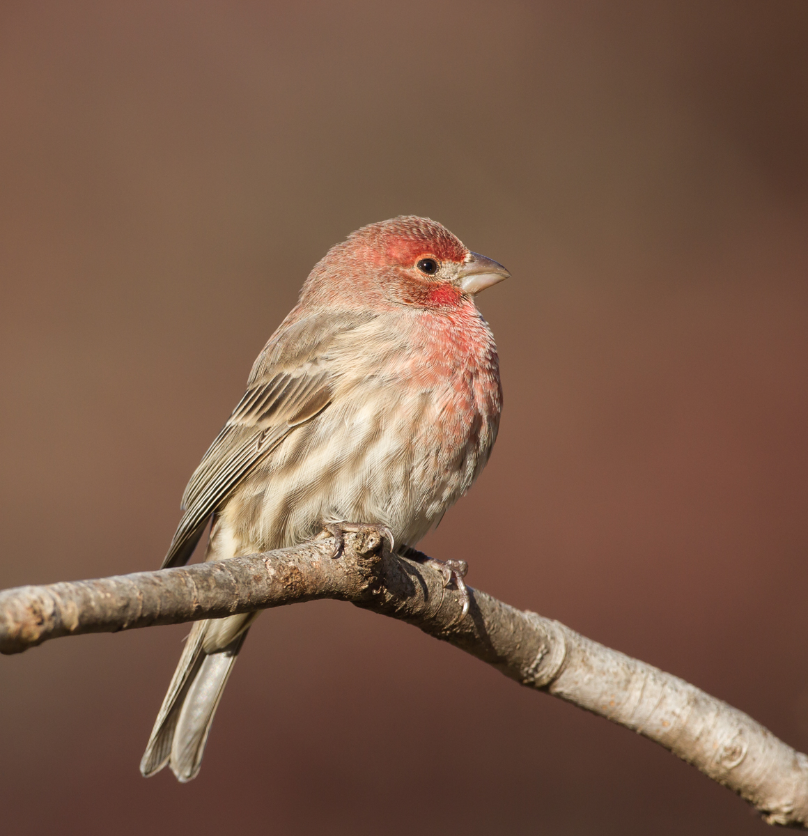House Finch male 1