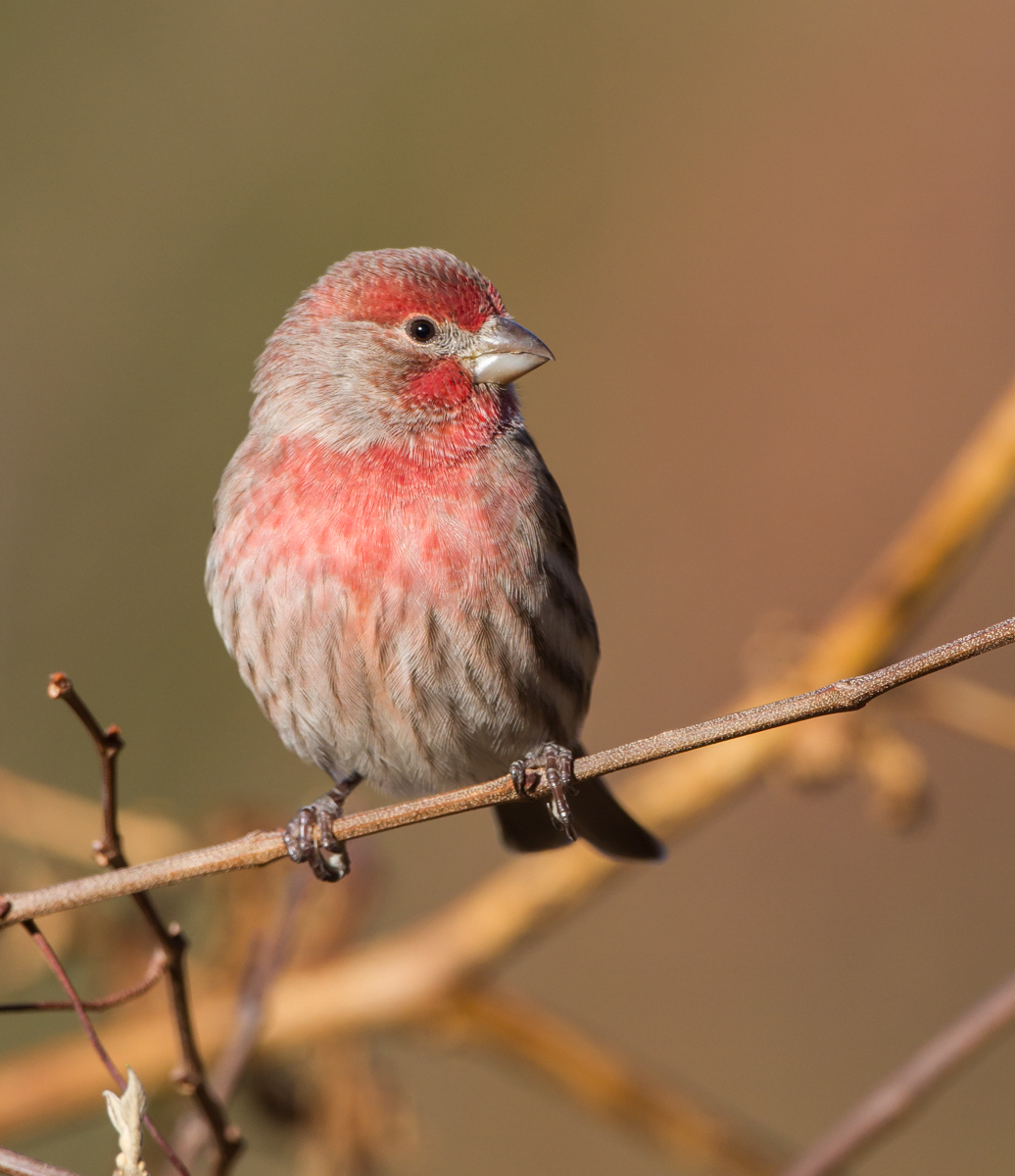 House Finch male 2