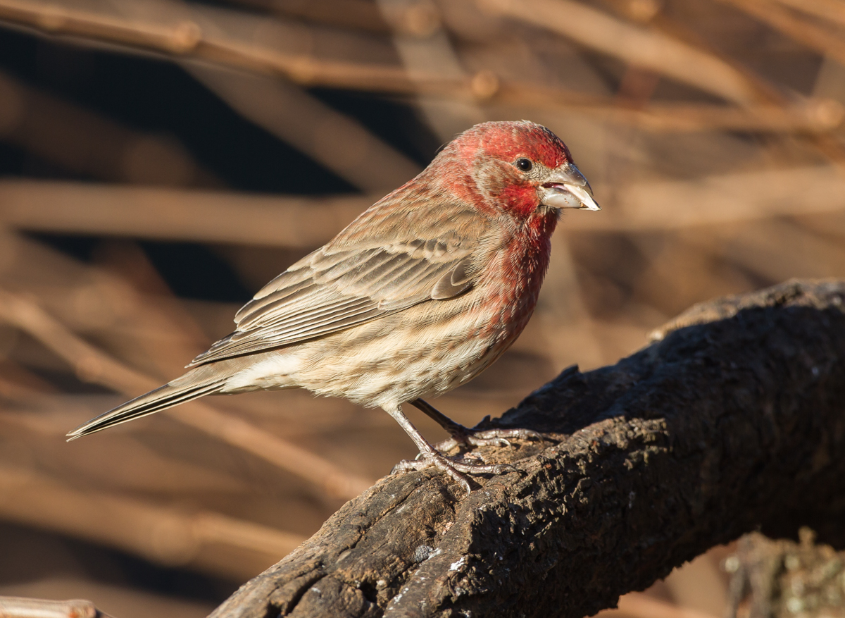 House Finch male