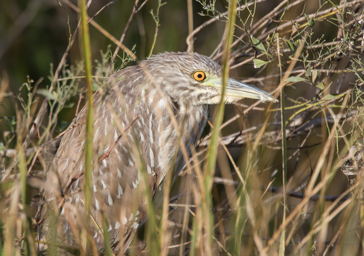 Immature Black-crowned Night Heron