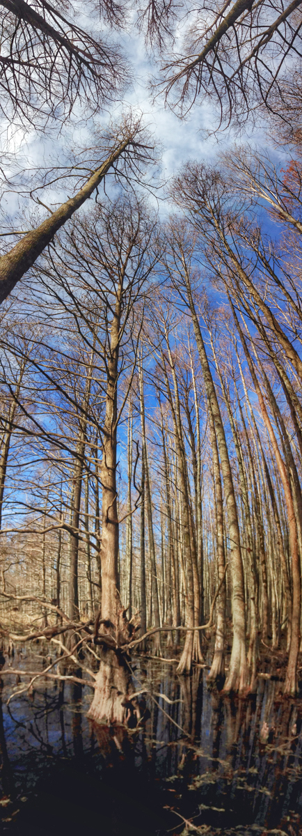 iPhone pano in swamp