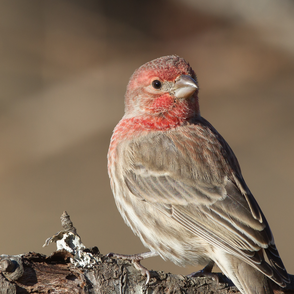 male house finch - good eye