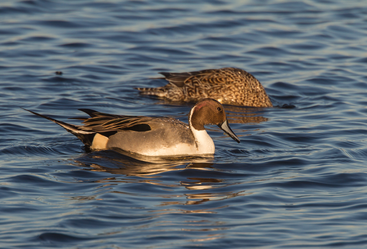 Northern Pintails