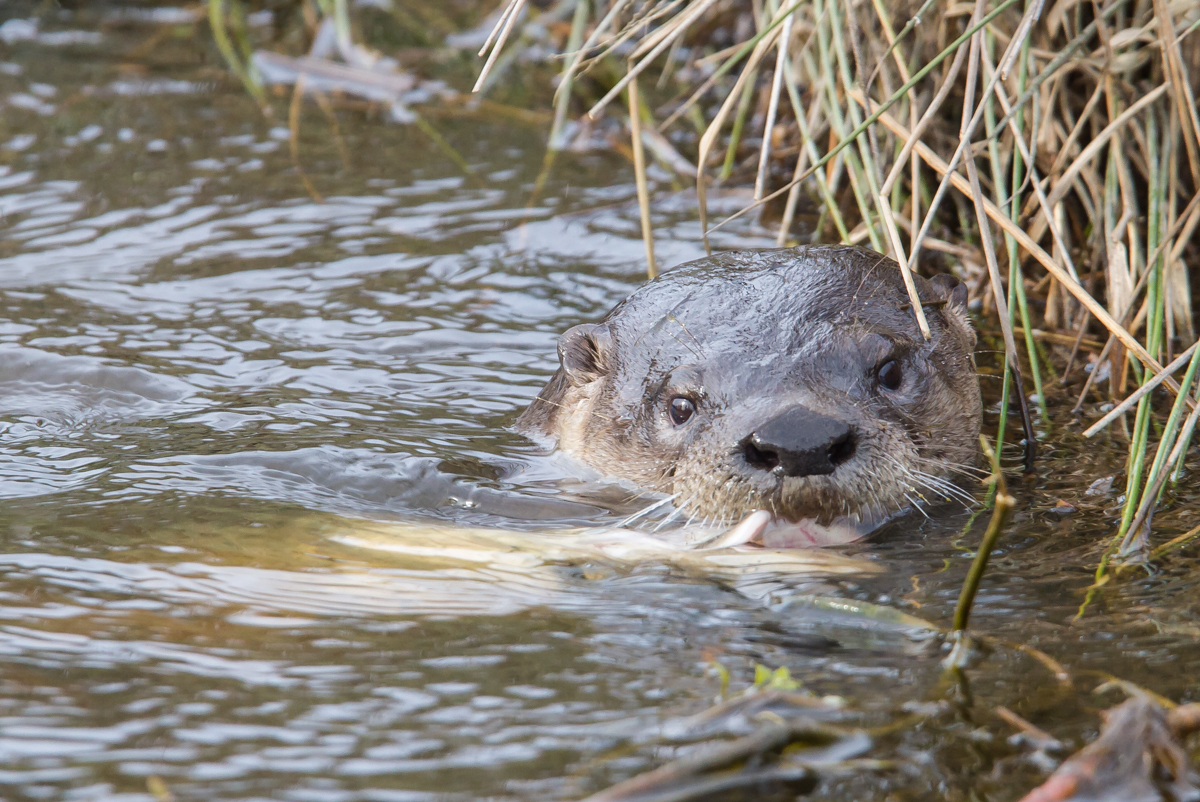 Otter catches fish