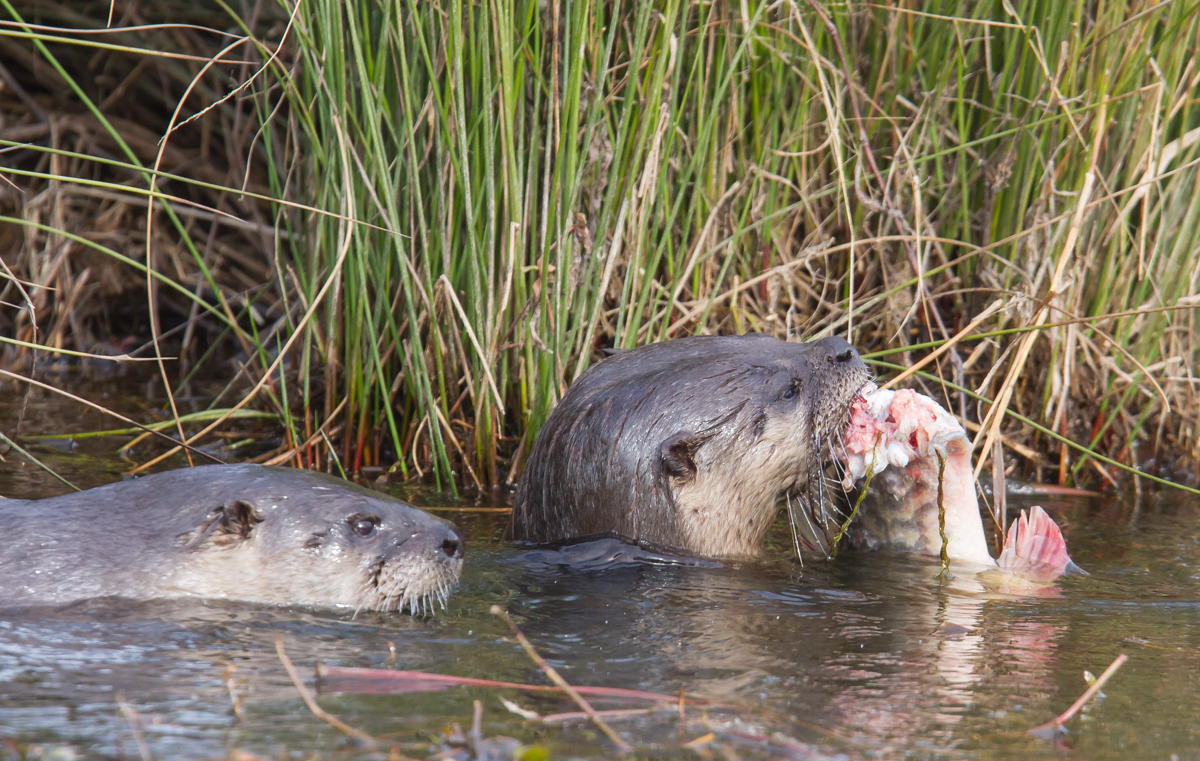 Pair of otter with fish