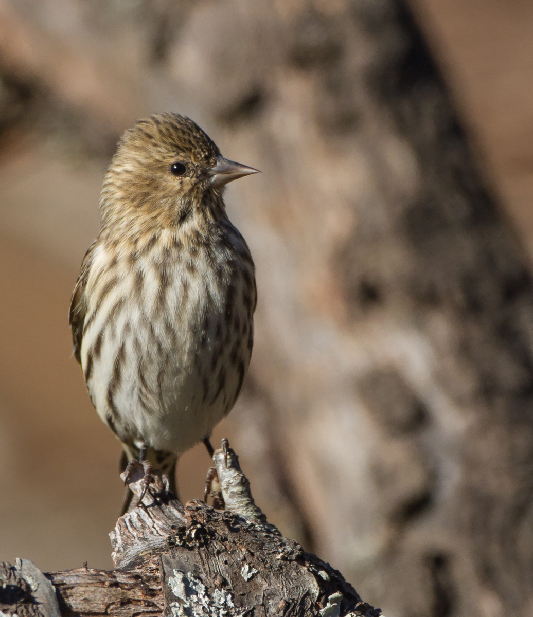 Pine Siskin 1