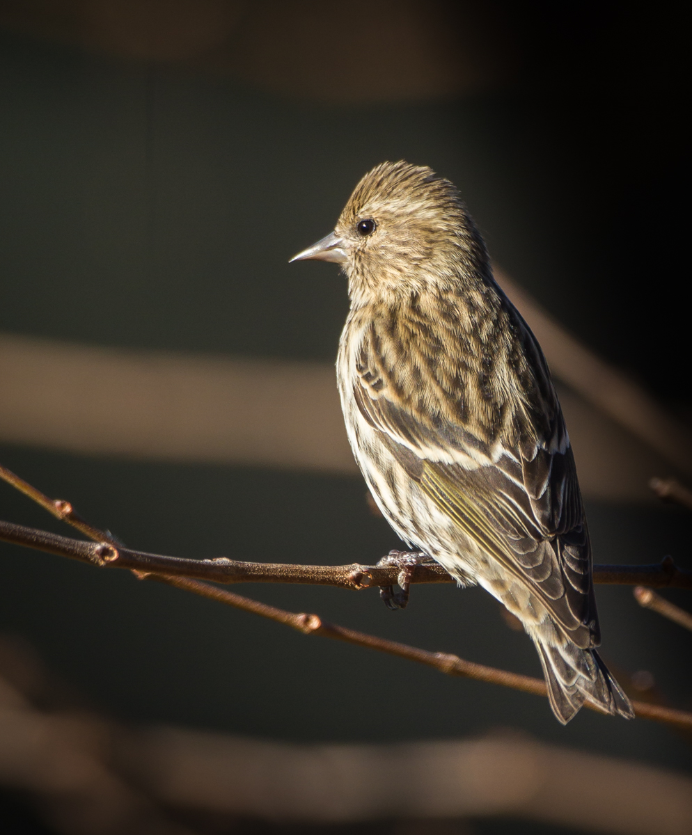 Pine Siskin