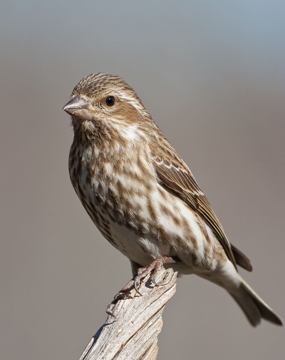 Purple Finch female 3