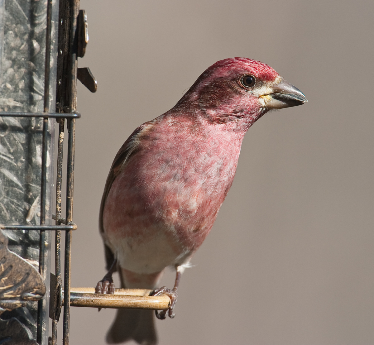 Purple Finch male at feeder 1