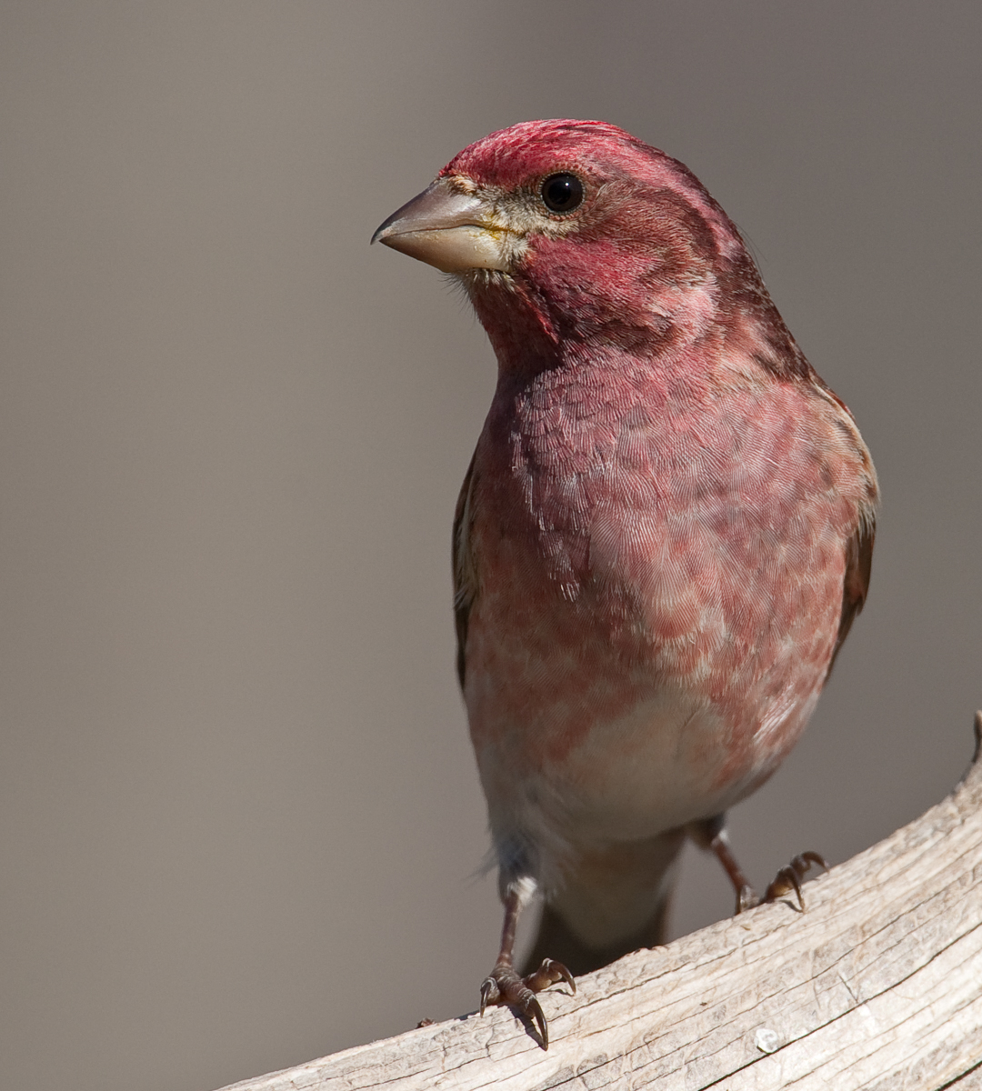 Purple Finch male on branch