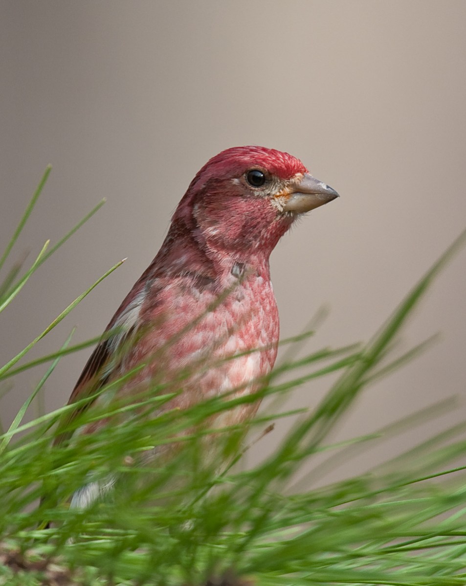 Purple Finch male on pine branch