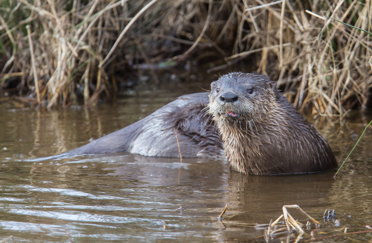 River Otter 2