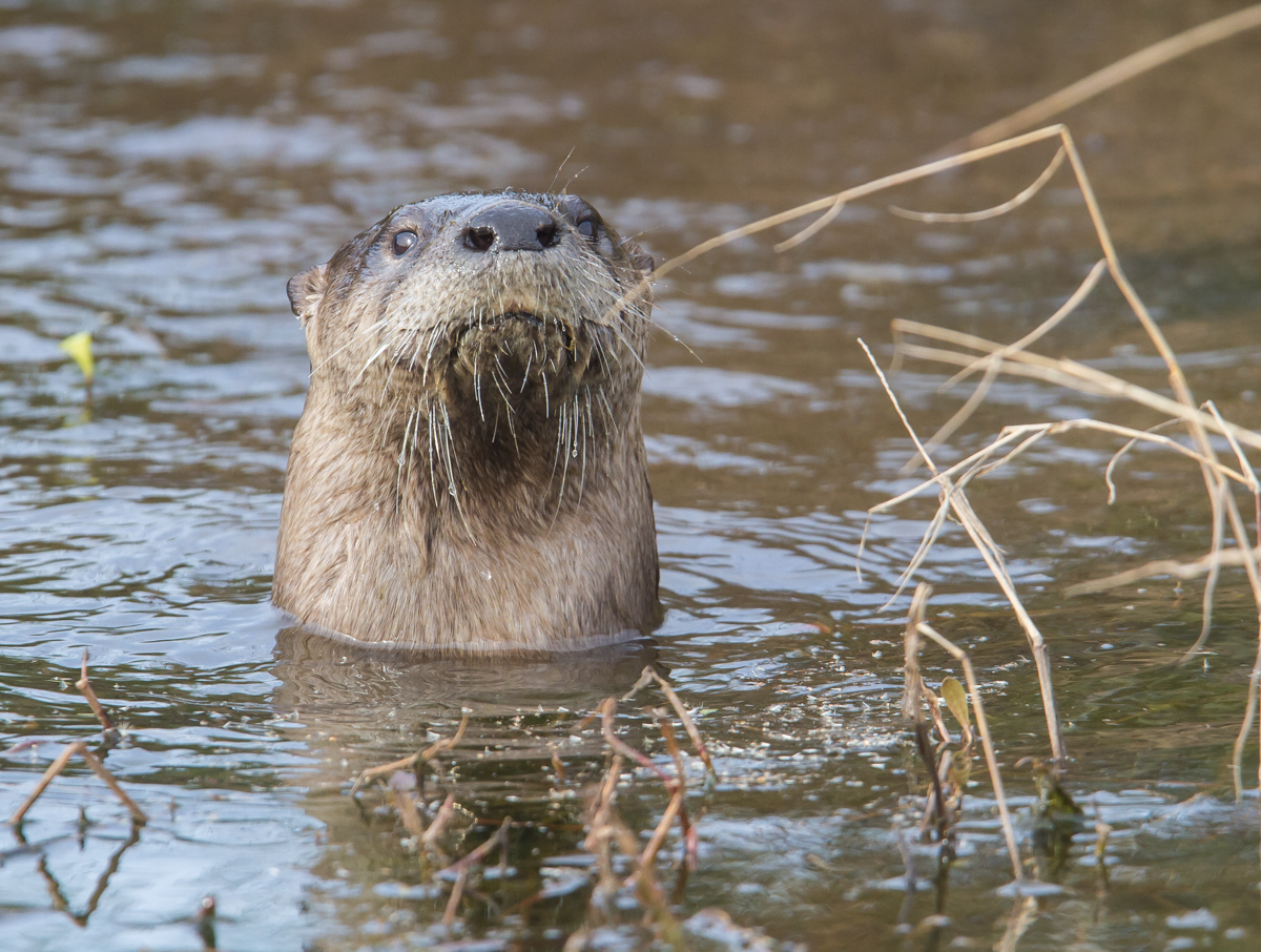 River Otter 3