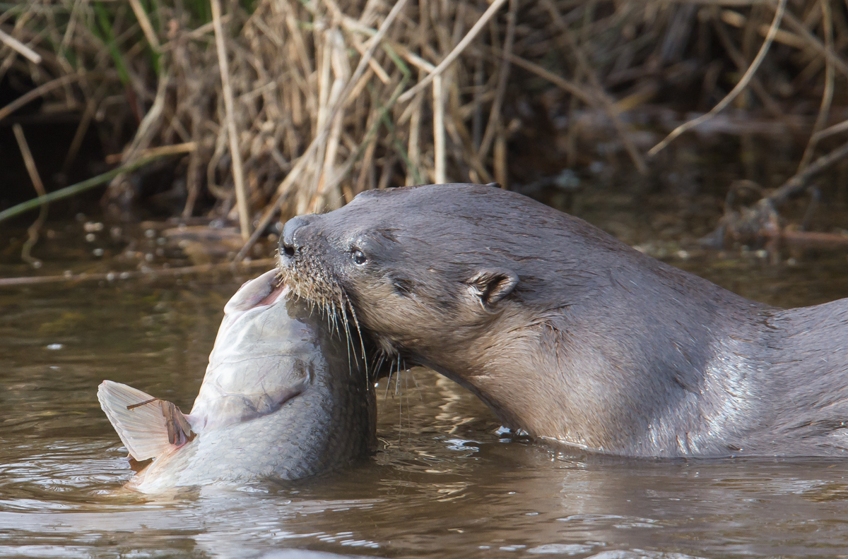River Otter with fish 2